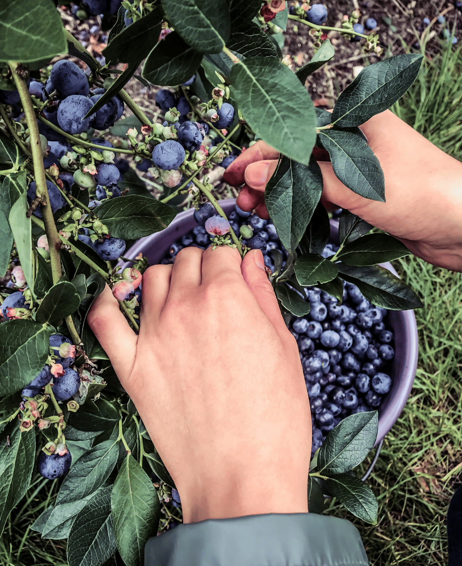 100% Natural Farming